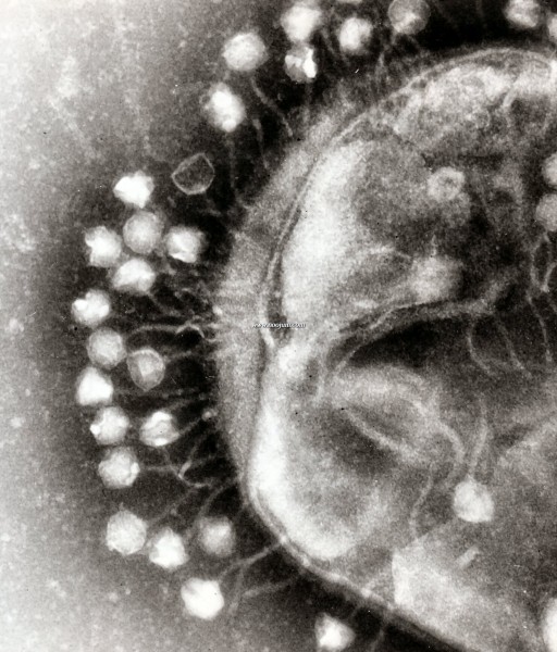phages_wikipedia_big.jpg