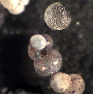 Foraminifera web