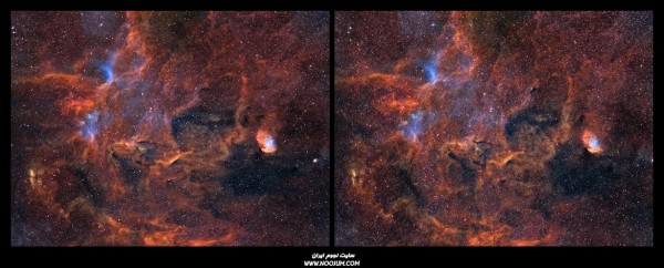 TulipCross-7.jpg
