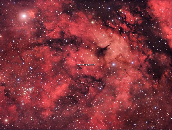 cygnus_cannistra_big.jpg