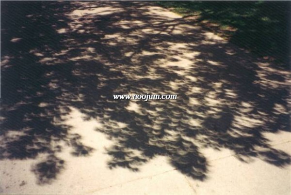 eclipsetree_ejisrael_big.jpg