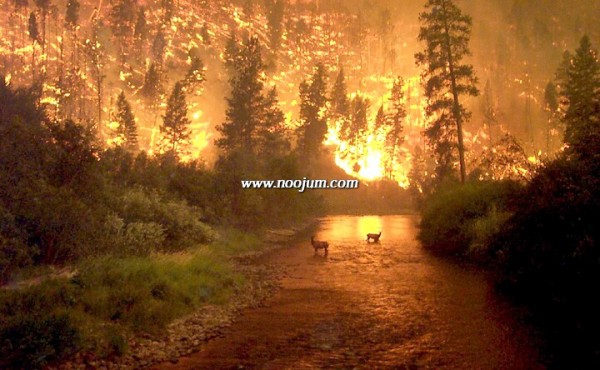 fires_mccolgan_big.jpg