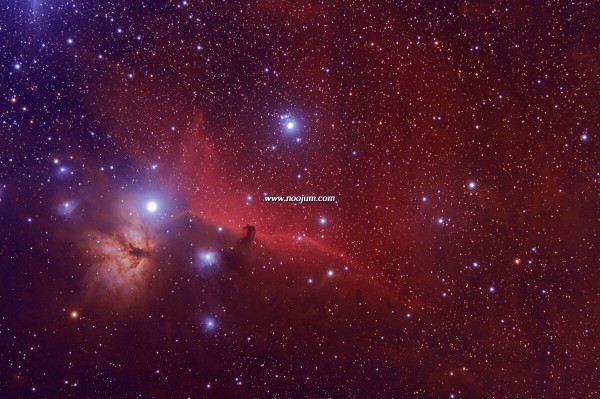 horsehead_bertol_big.jpg