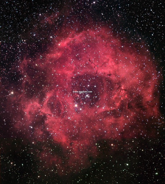 rosette_gendler_big.jpg