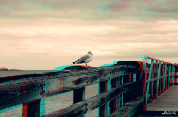 seagull_anaglyph_by_ex1s-d365f3o.jpg