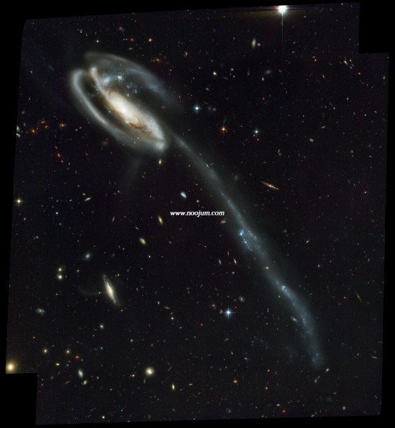 tadpole_hst_big.jpg