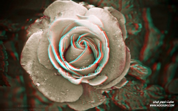 white_rose_3_d_conversion_by_mvramsey-d4x50un.jpg