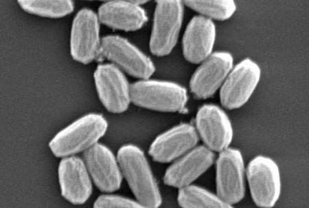 Bacillus pumilus ، گونه خاصی از باکتری ها که قادر است بر سطح مریخ زندگی کند